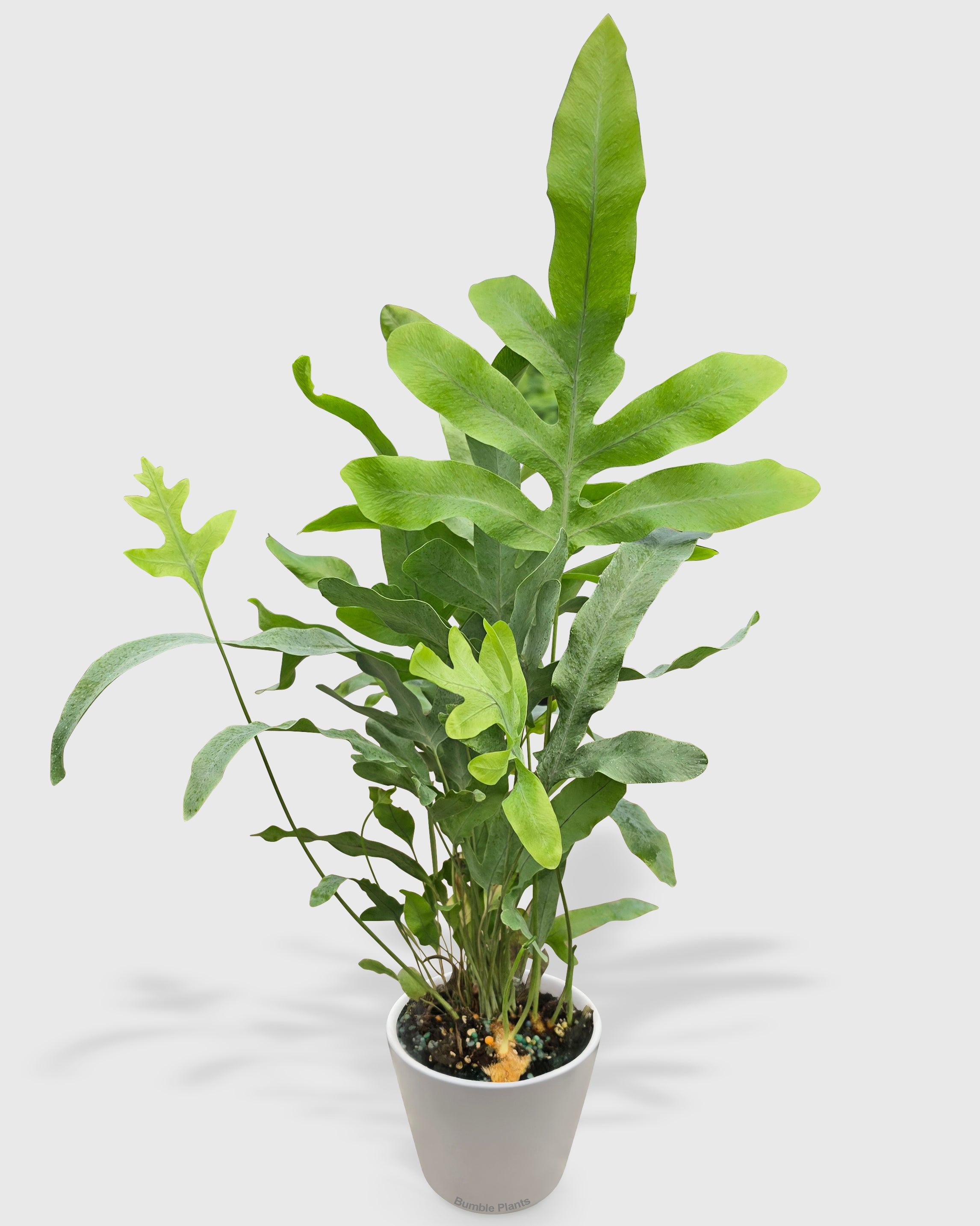 Fern 'Blue Star'