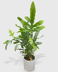 Fern 'Blue Star'
