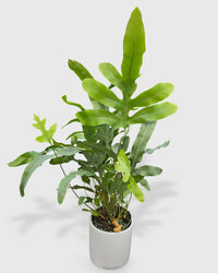 Fern 'Blue Star'