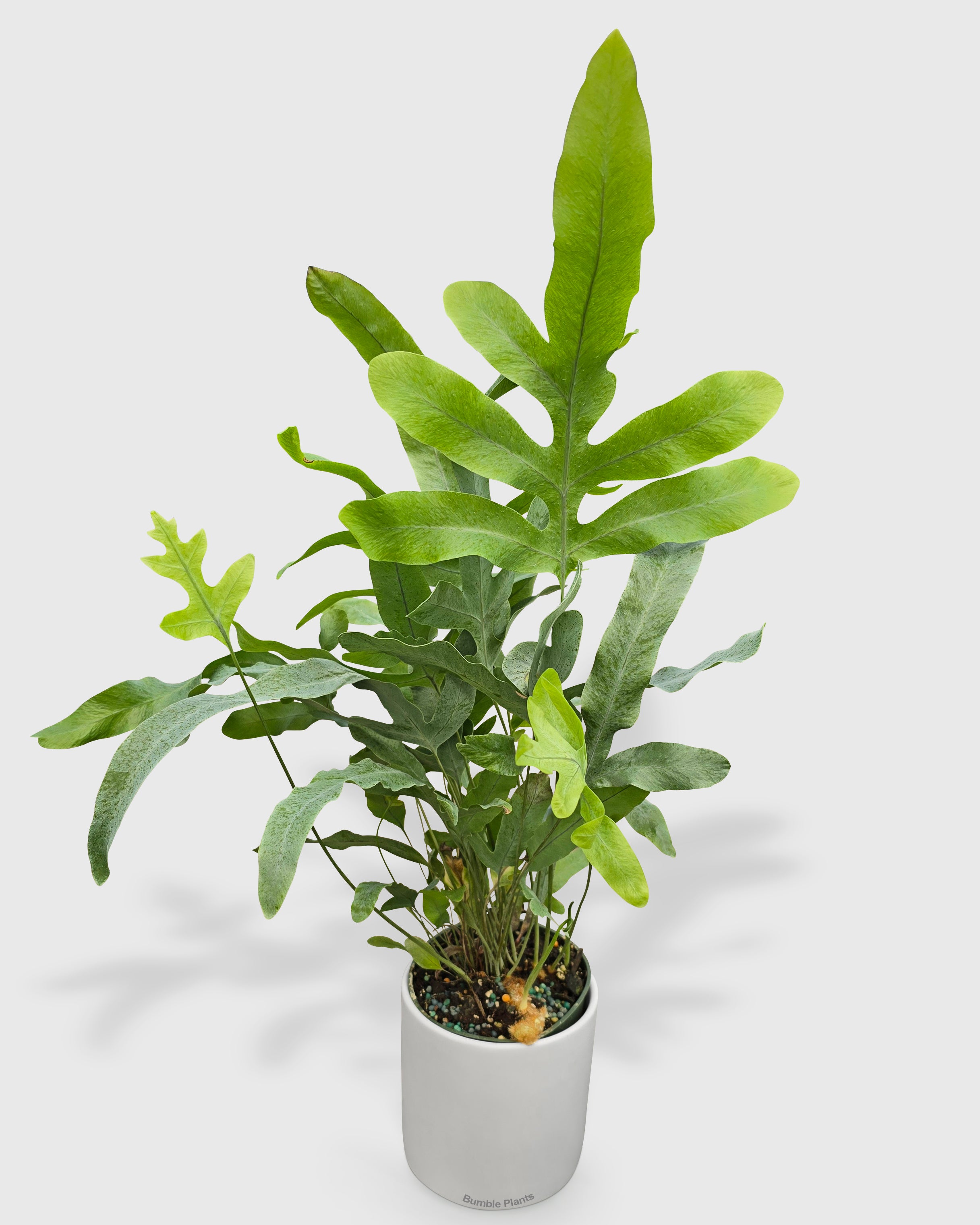 Fern 'Blue Star'