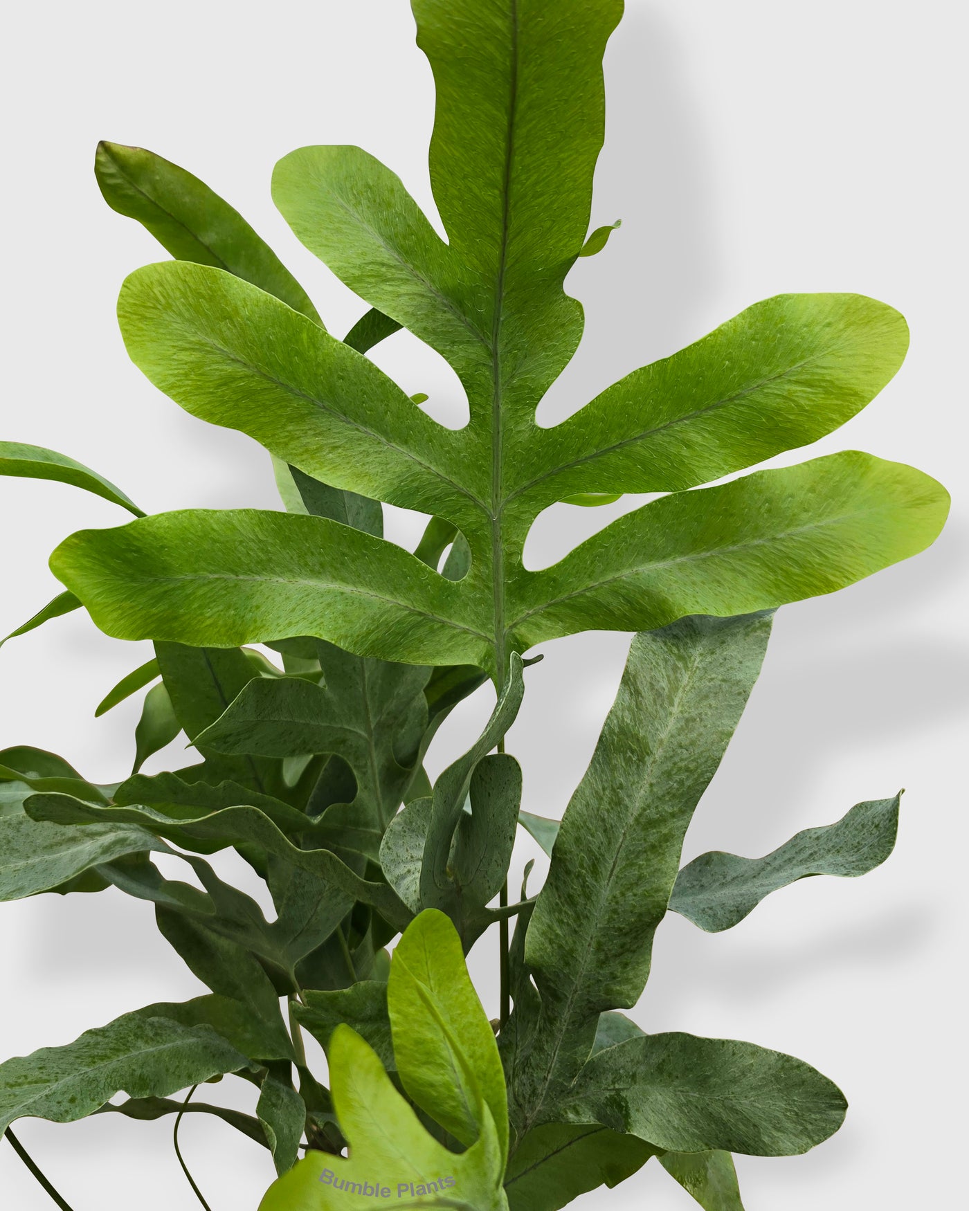 Fern 'Blue Star'