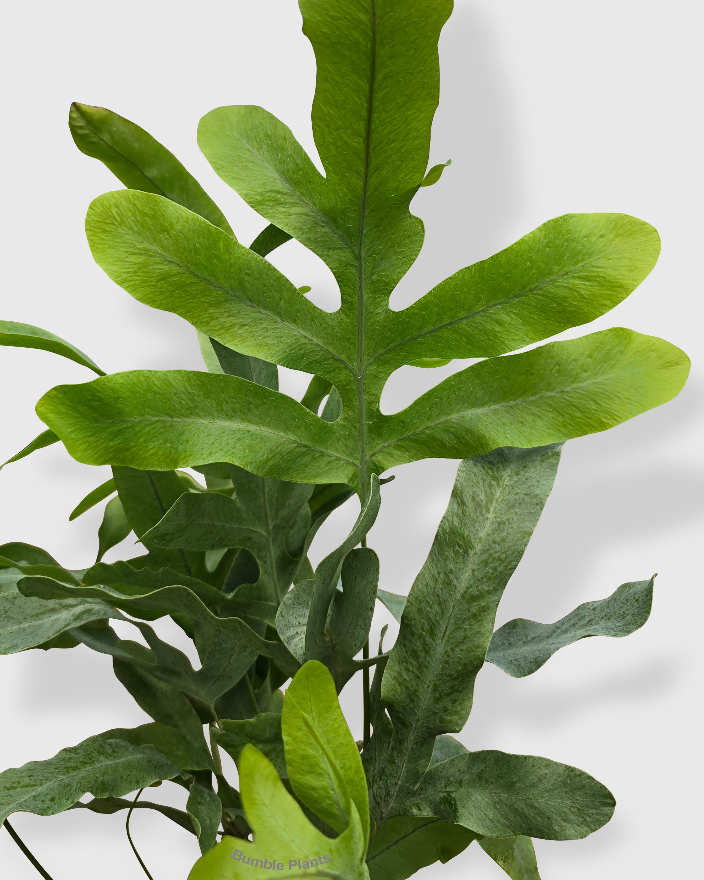 Fern 'Blue Star'
