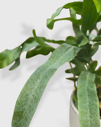 Fern 'Blue Star'