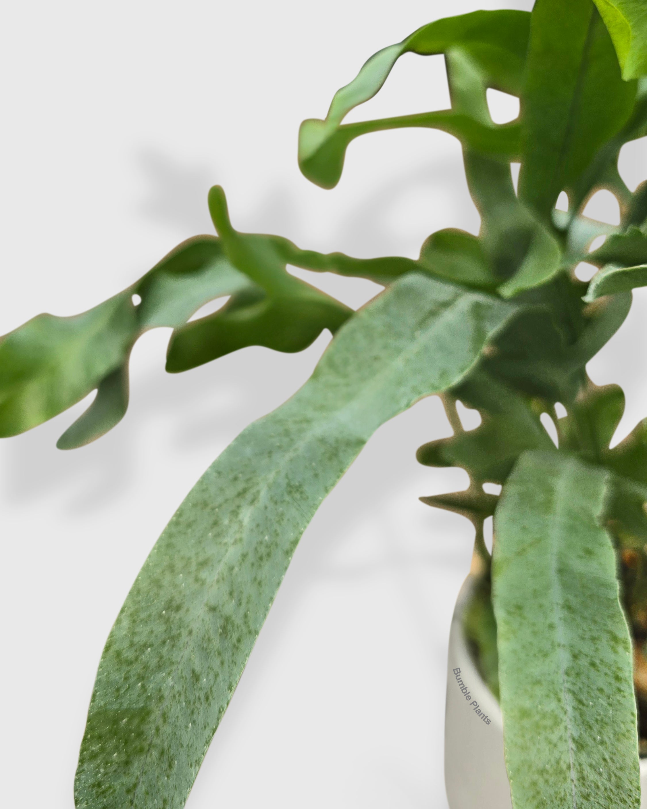 Fern 'Blue Star'