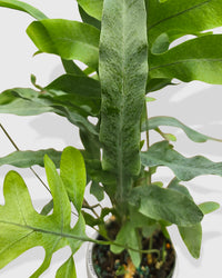 Fern 'Blue Star'