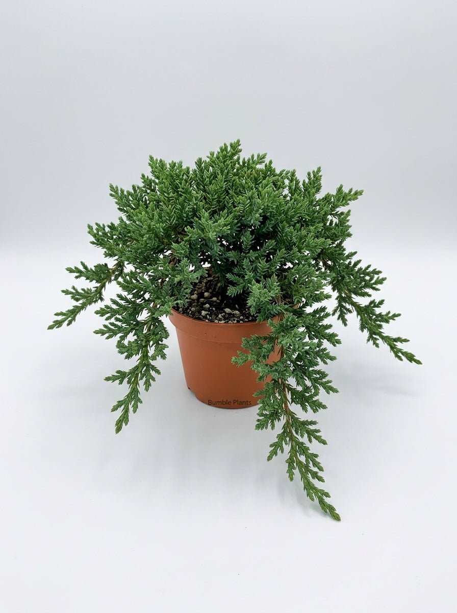 Ficus Microcarpa Compacta Bonsai Juniper