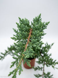 Ficus Microcarpa Compacta Bonsai Juniper