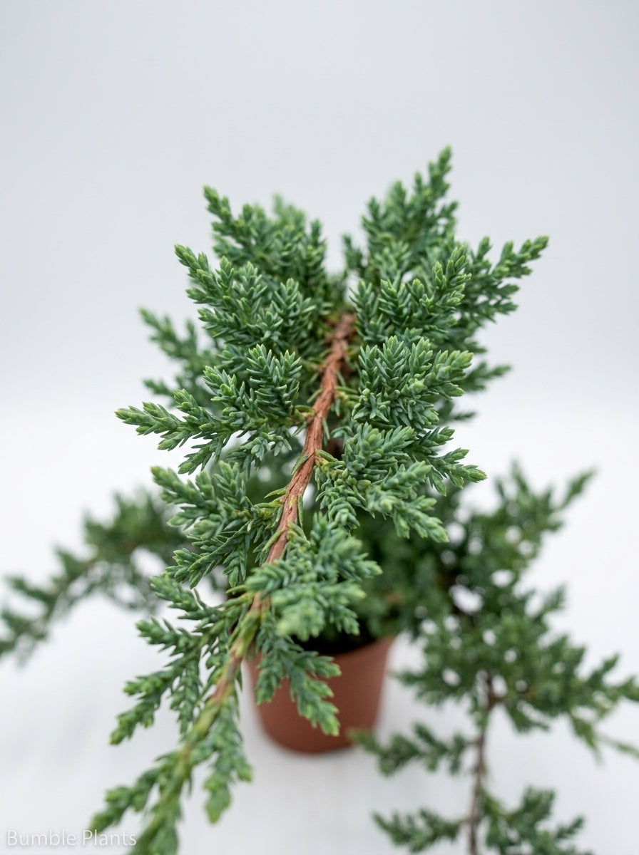 Ficus Microcarpa Compacta Bonsai Juniper