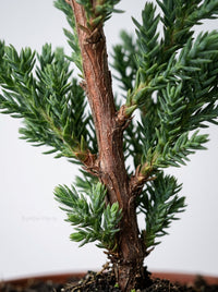 Ficus Microcarpa Compacta Bonsai Juniper