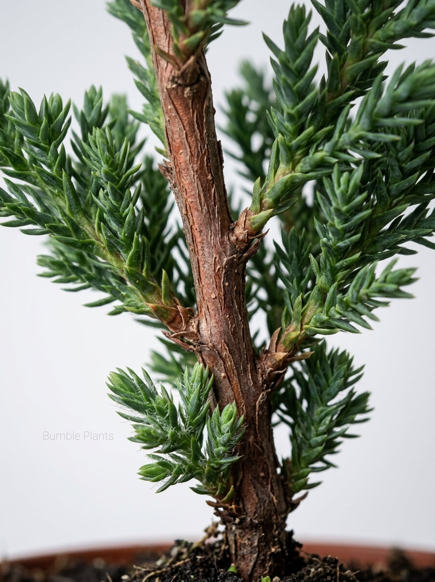 Ficus Microcarpa Compacta Bonsai Juniper