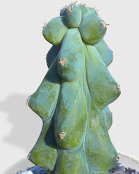 Boobie Cactus