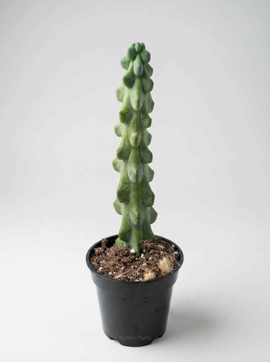 Boobie Cactus