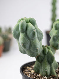 Boobie Cactus