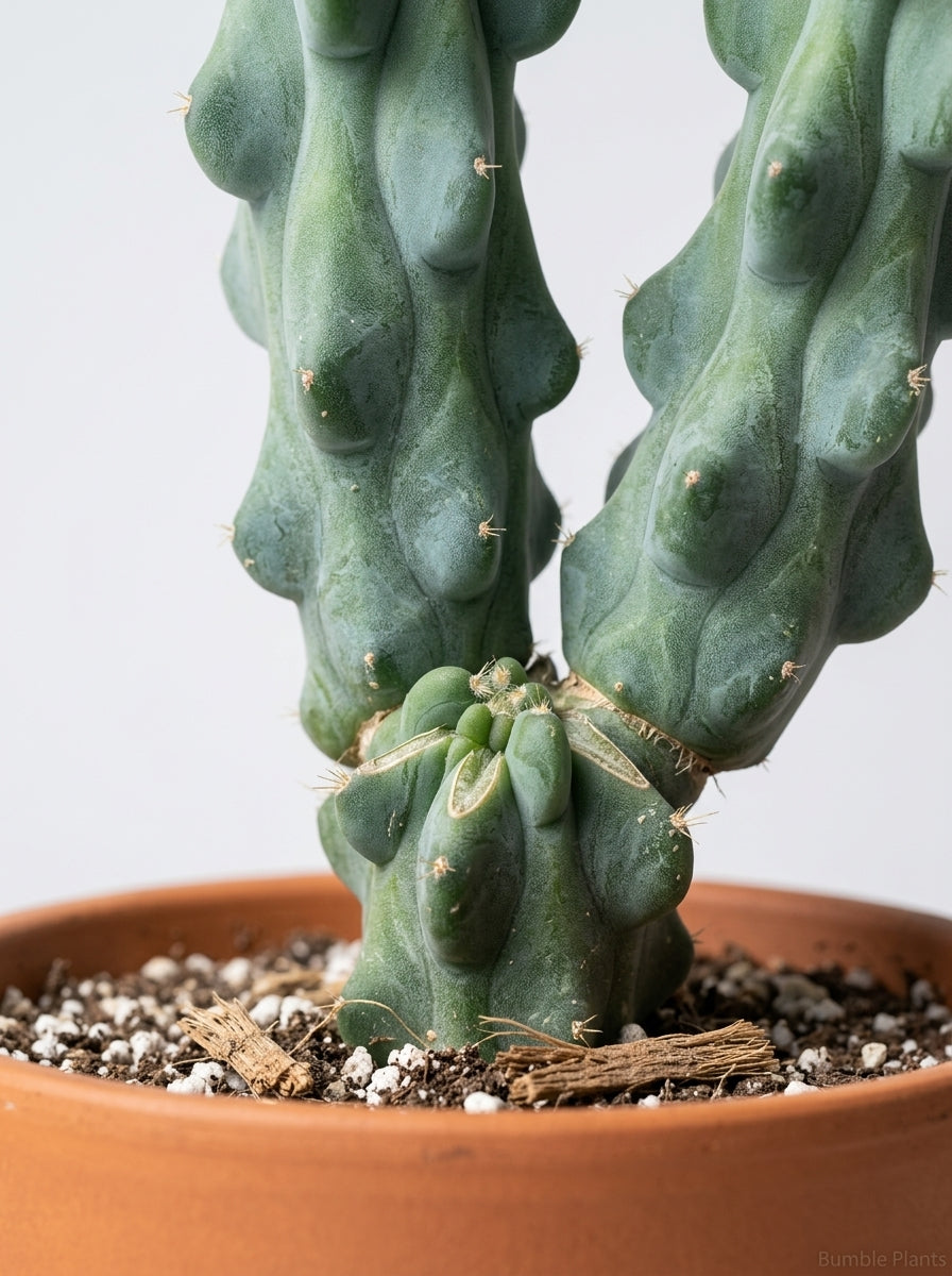 Boobie Cactus