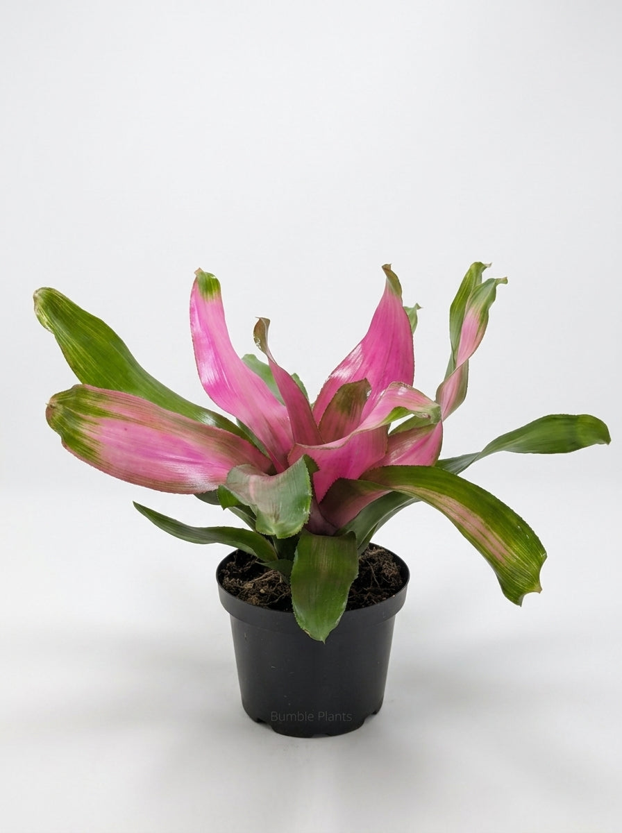 Bromeliad Guzmania 'Donna'