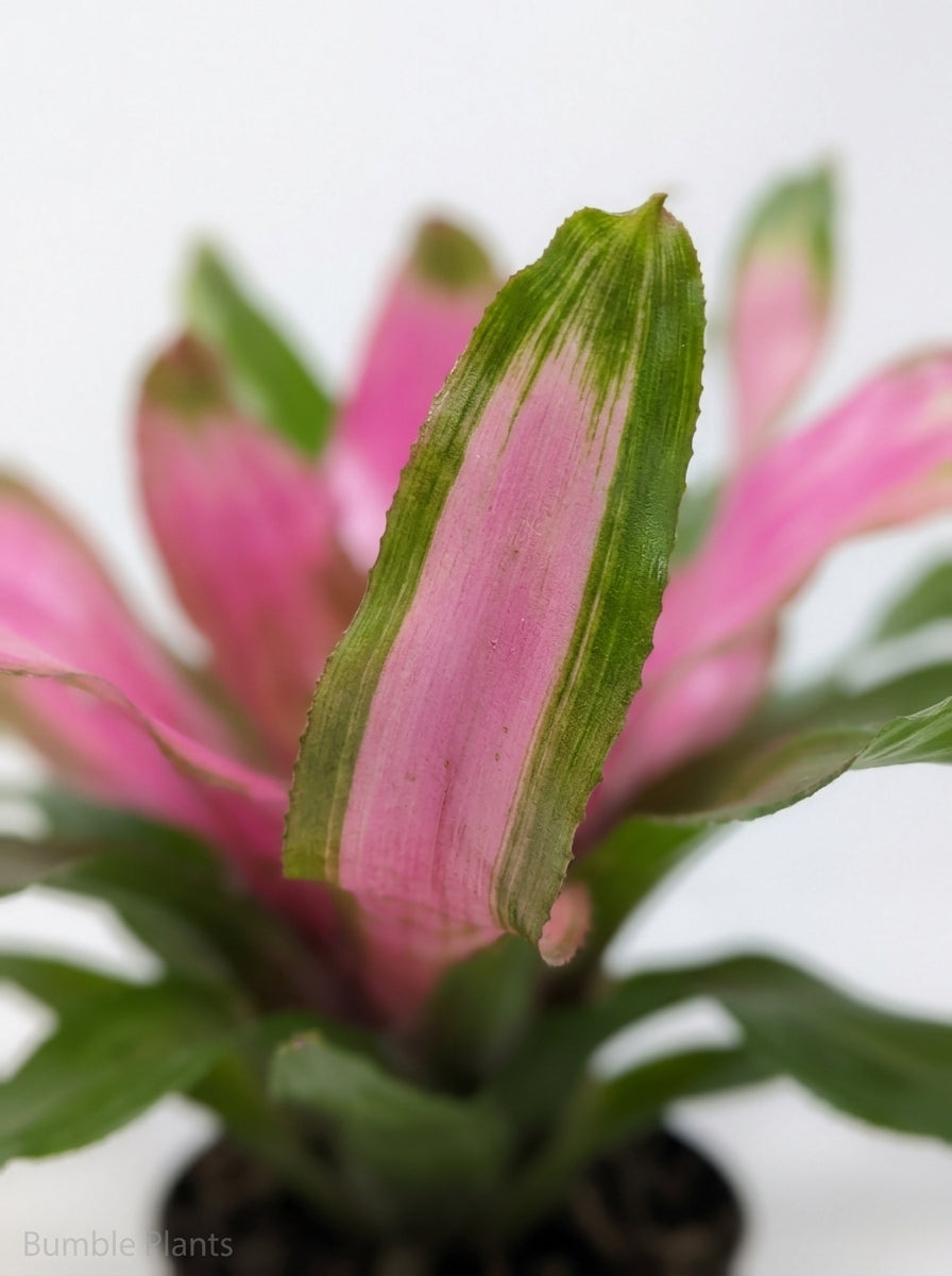Bromeliad Guzmania 'Donna'