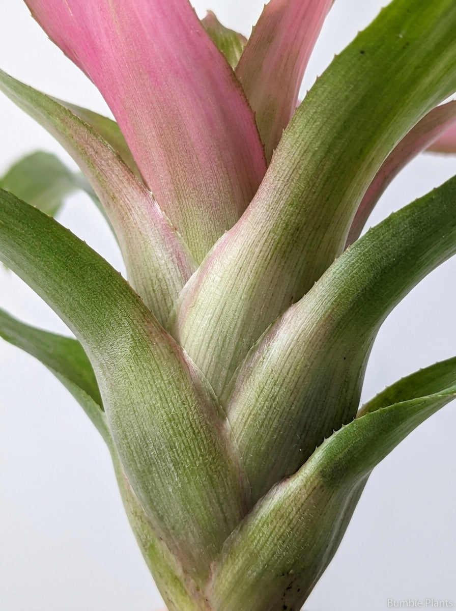 Bromeliad Guzmania 'Donna'