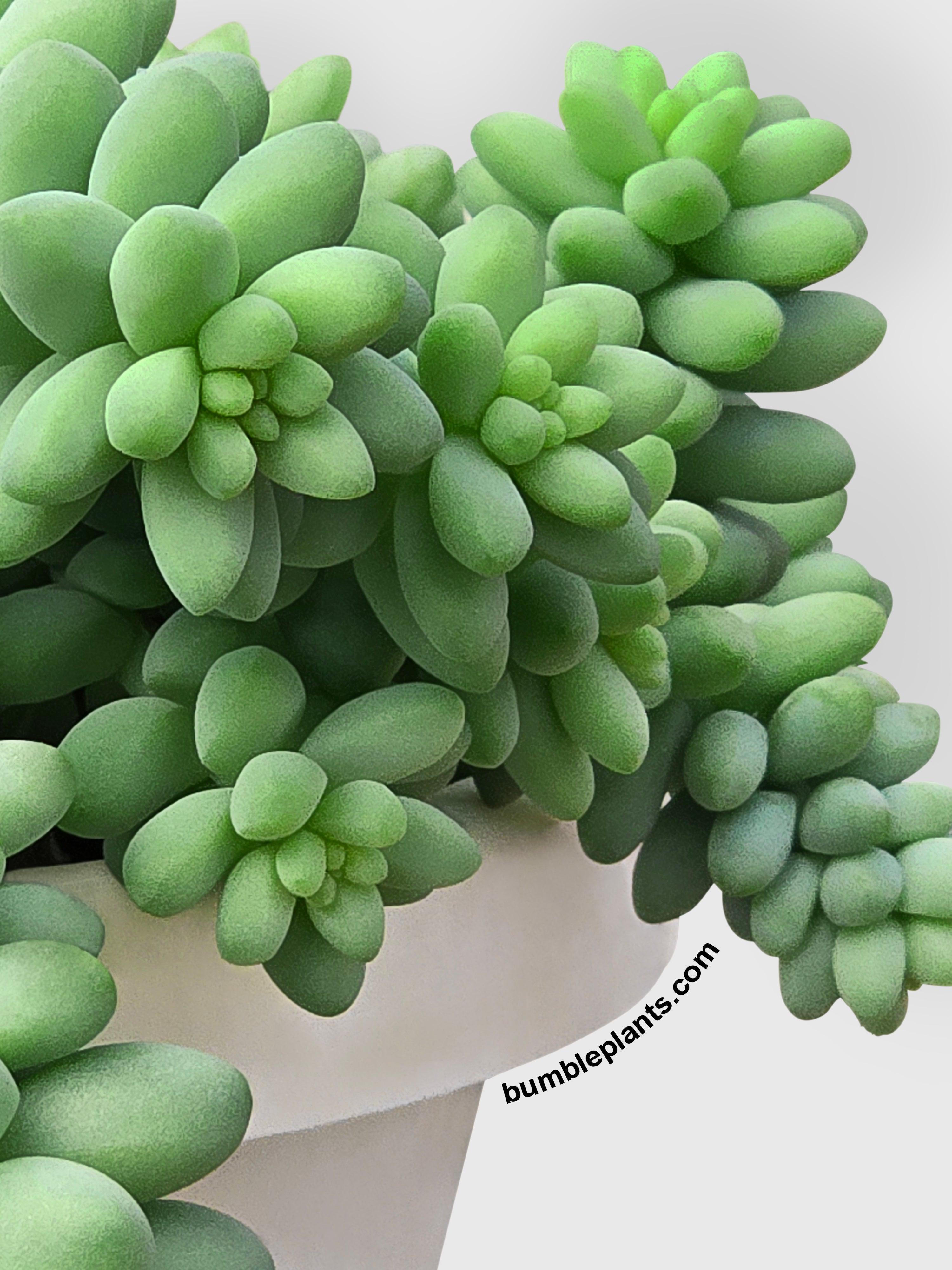 Burro's Donkey Tail Succulent - Bumble Plants