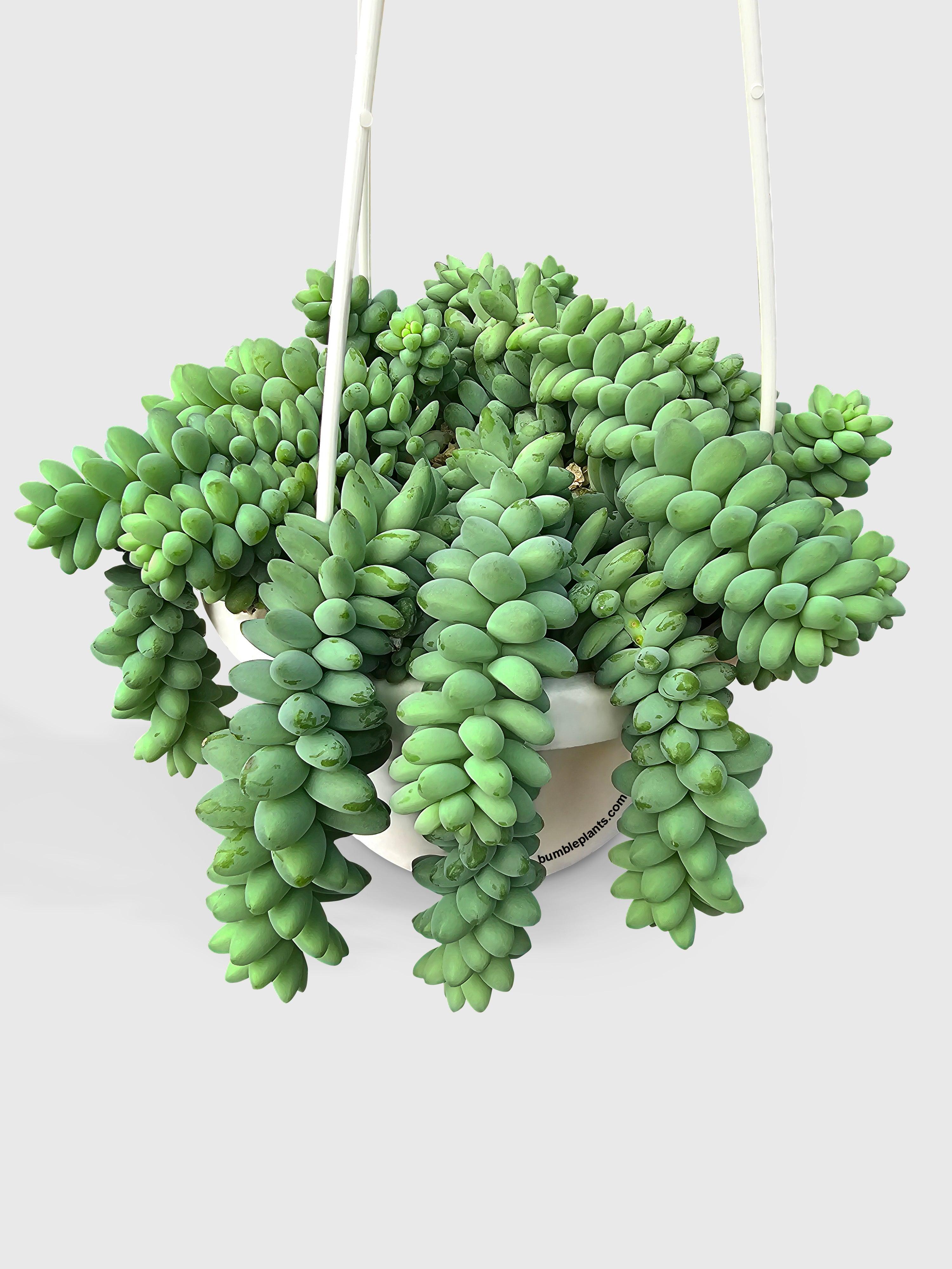 donkey tail succulent for sale Sedum Burro's Tail | Buy Online