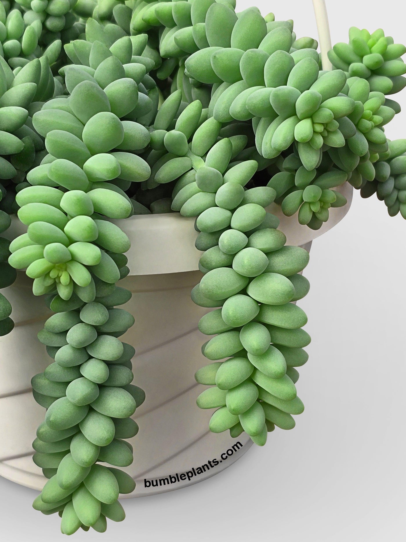 Burro's Donkey Tail Succulent - Bumble Plants
