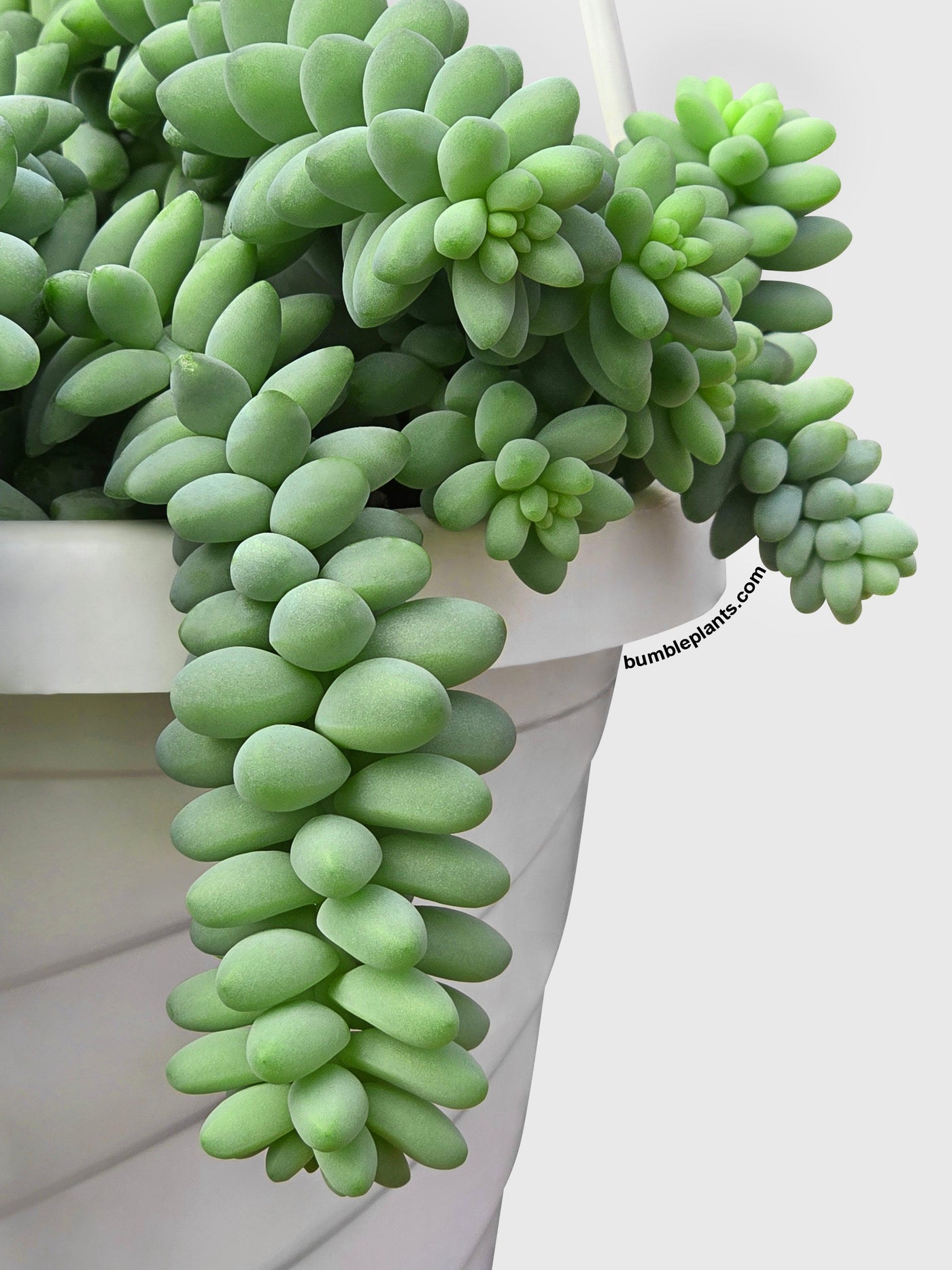 underwatered donkey tail succulent Live Burro's Donkey Tail Succulent