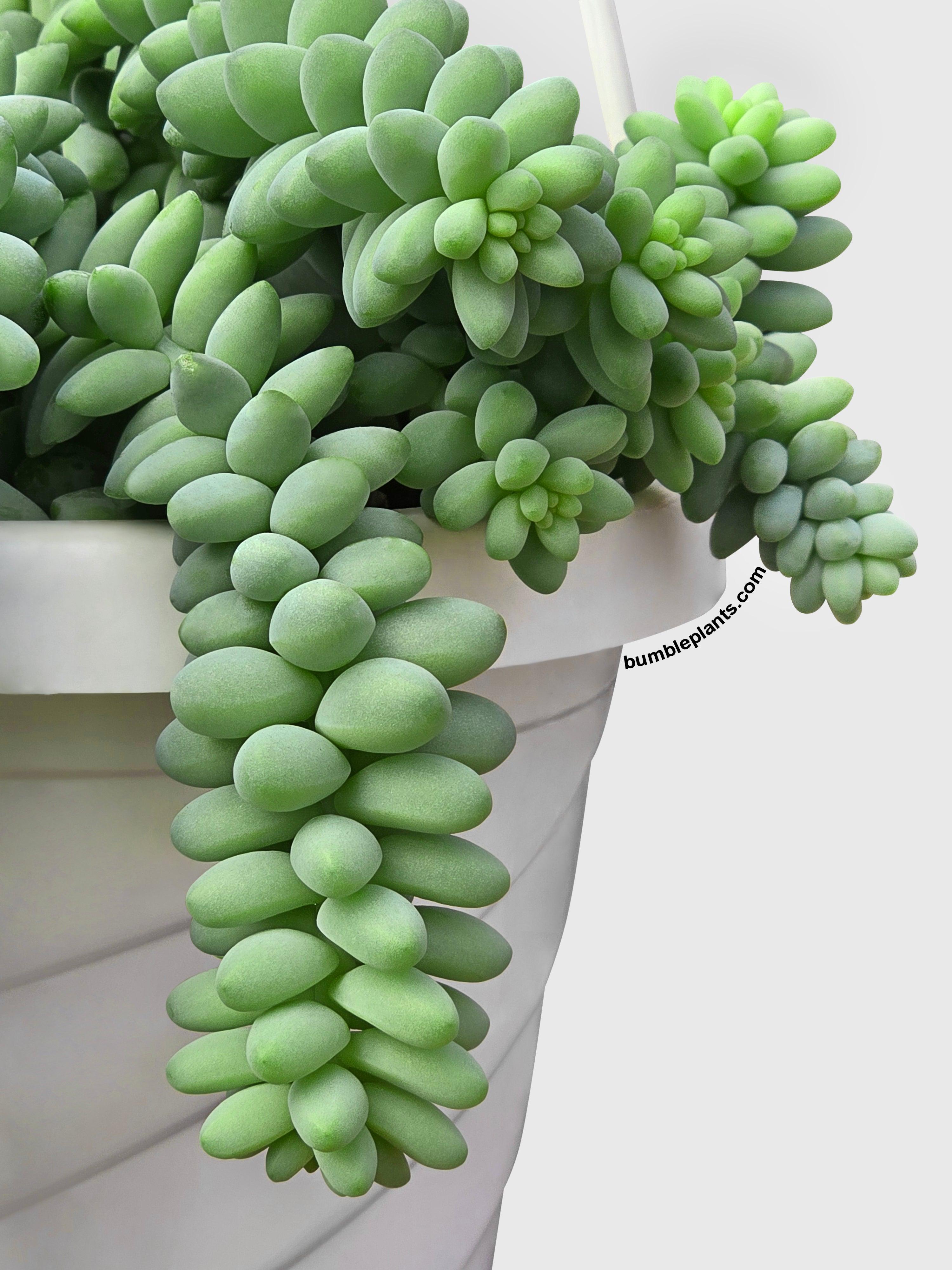 Burro's Donkey Tail Succulent - Bumble Plants
