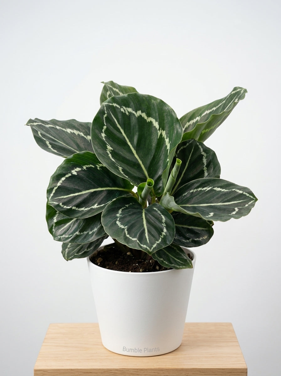 Calathea Roseopicta Green Goddess