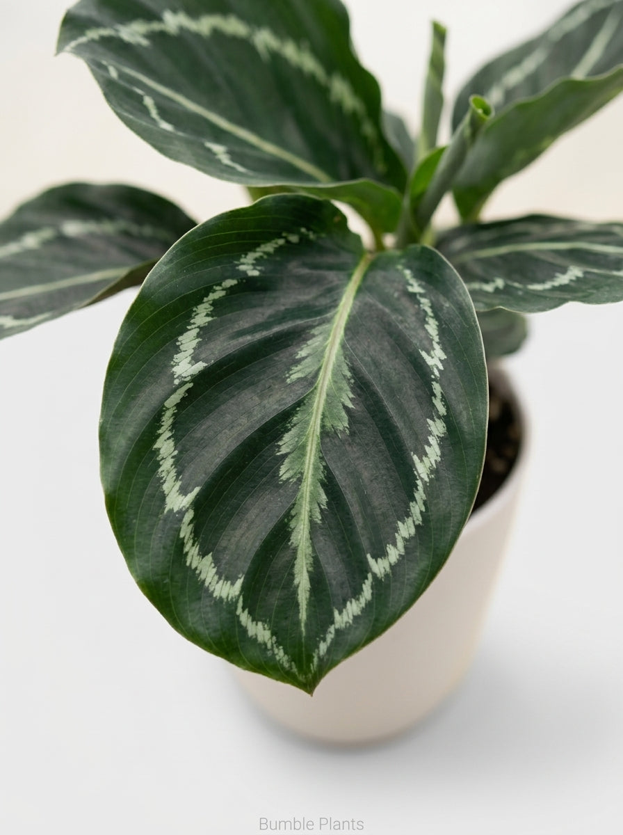 Calathea Roseopicta Green Goddess