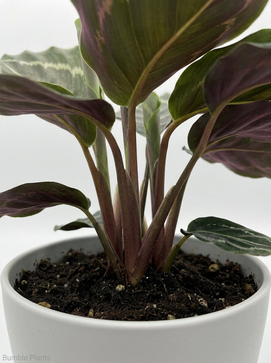 Calathea Roseopicta Green Goddess