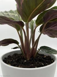 Calathea Roseopicta Green Goddess