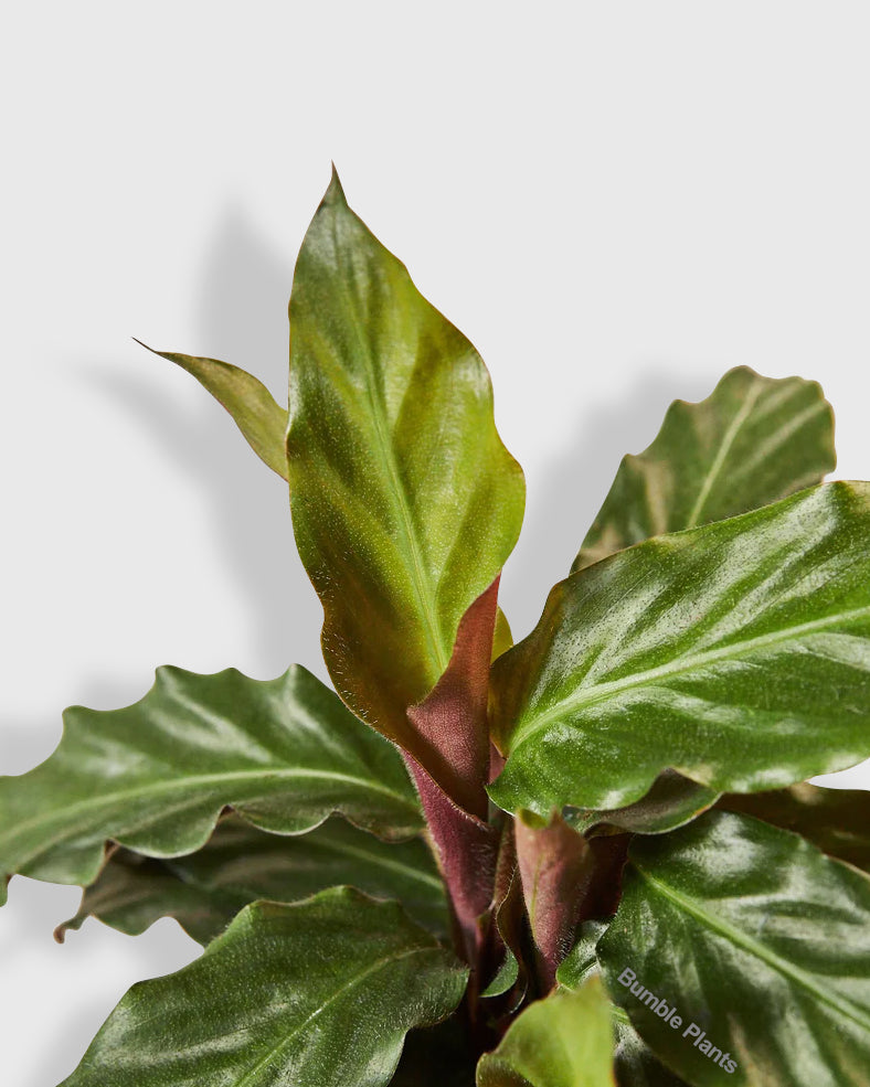 Calathea Rufibarba 'Furry Feather'