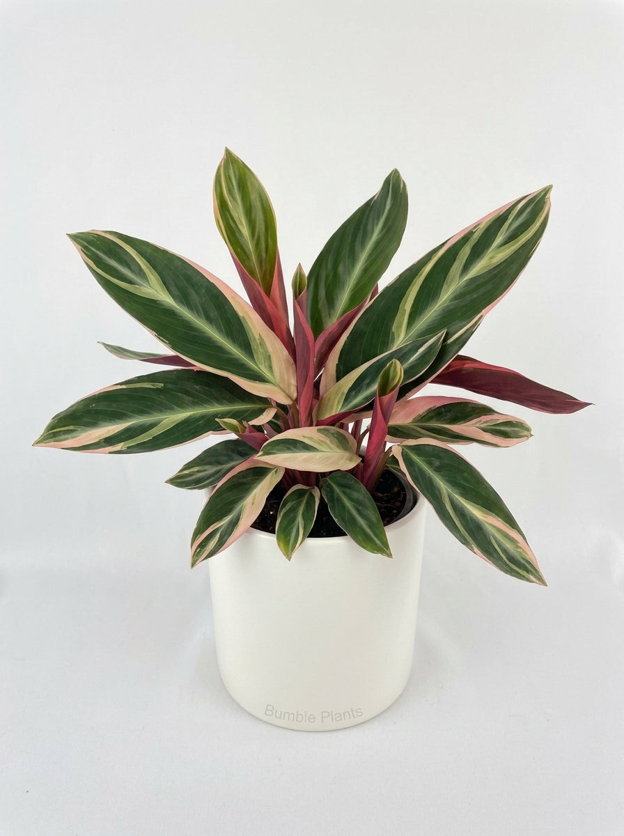 Calathea Triostar (Stromanthe Sanguinea)