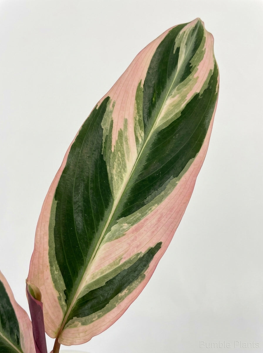 Calathea Triostar (Stromanthe Sanguinea)