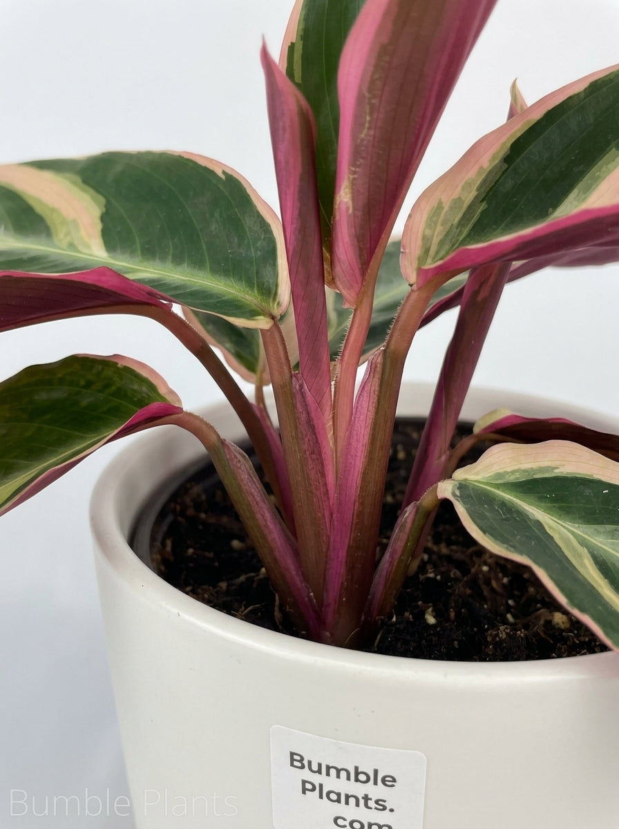 Calathea Triostar (Stromanthe Sanguinea)