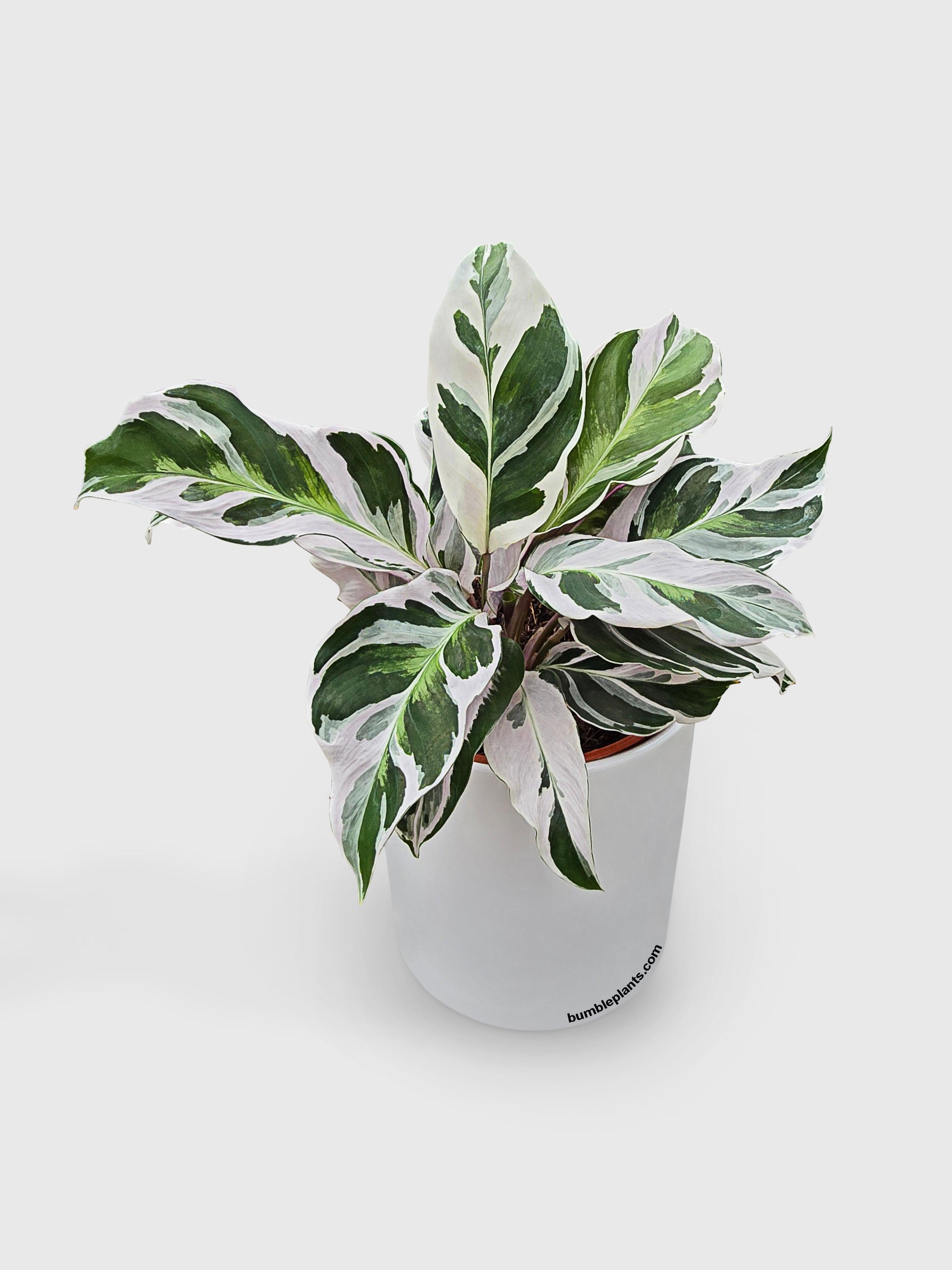 Live Calathea White Fusion | Live Calathea Plant Online · Bumble Live Calathea White Fusion | Live Calathea Plant Online · Bumble
