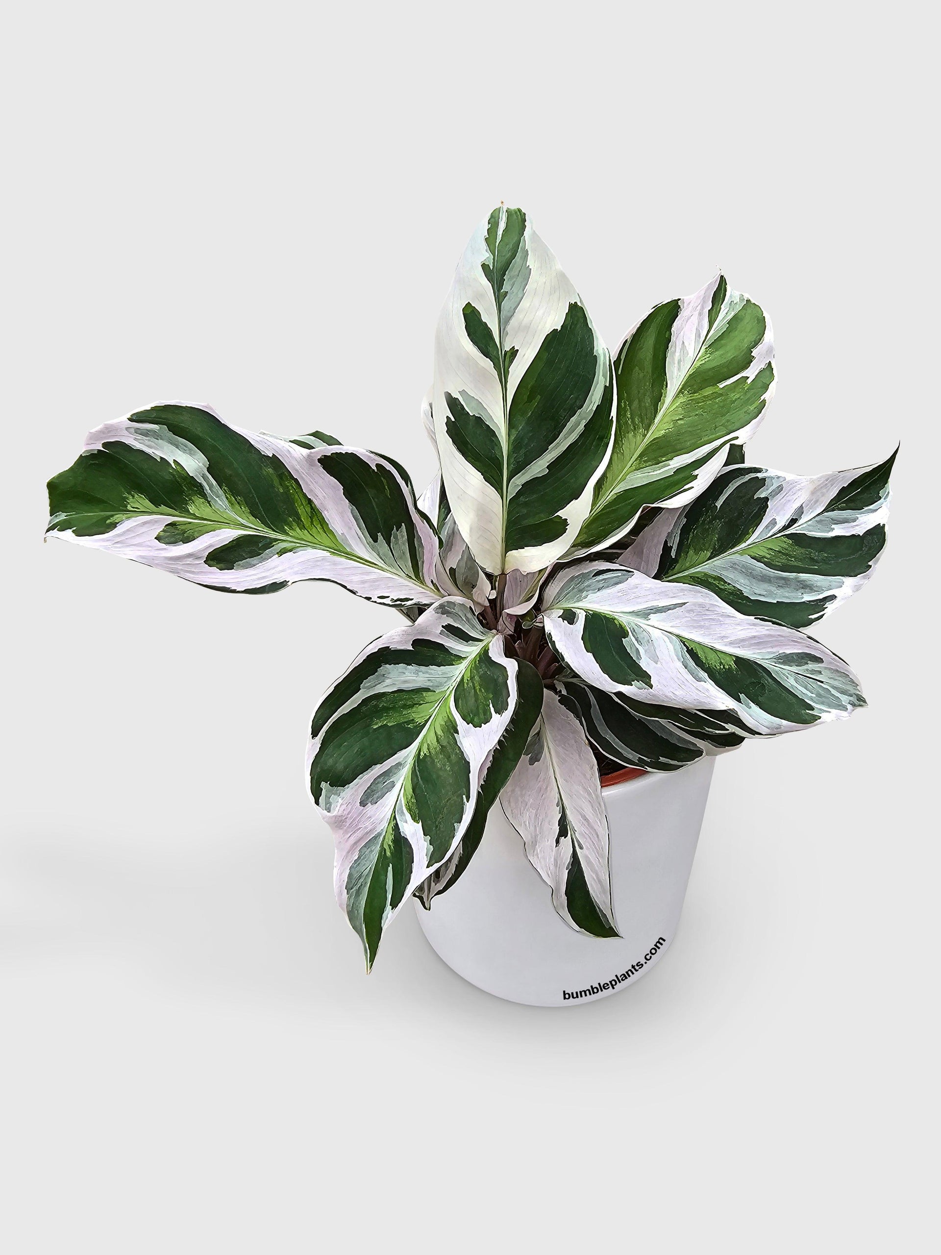 Calathea White Fusion