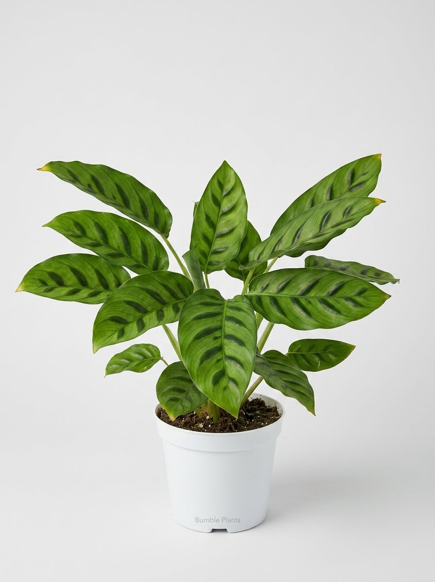 Calathea Leopardina Zebra Plant