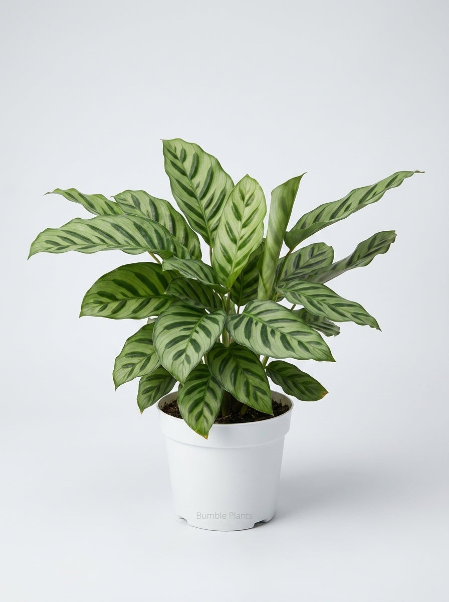 Calathea Leopardina Zebra Plant