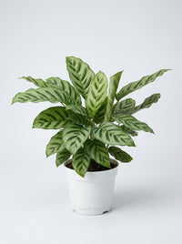 Calathea Leopardina Zebra Plant