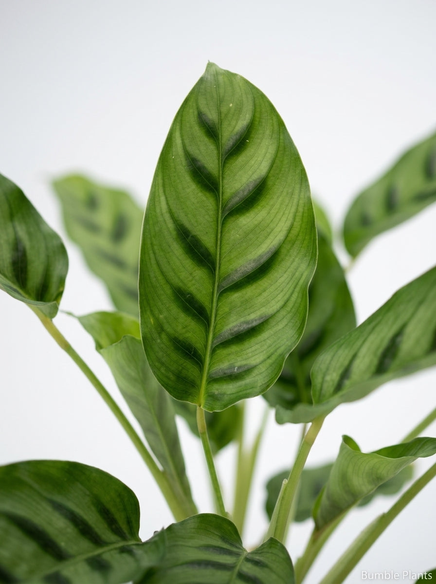 Calathea Leopardina Zebra Plant