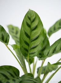 Calathea Leopardina Zebra Plant