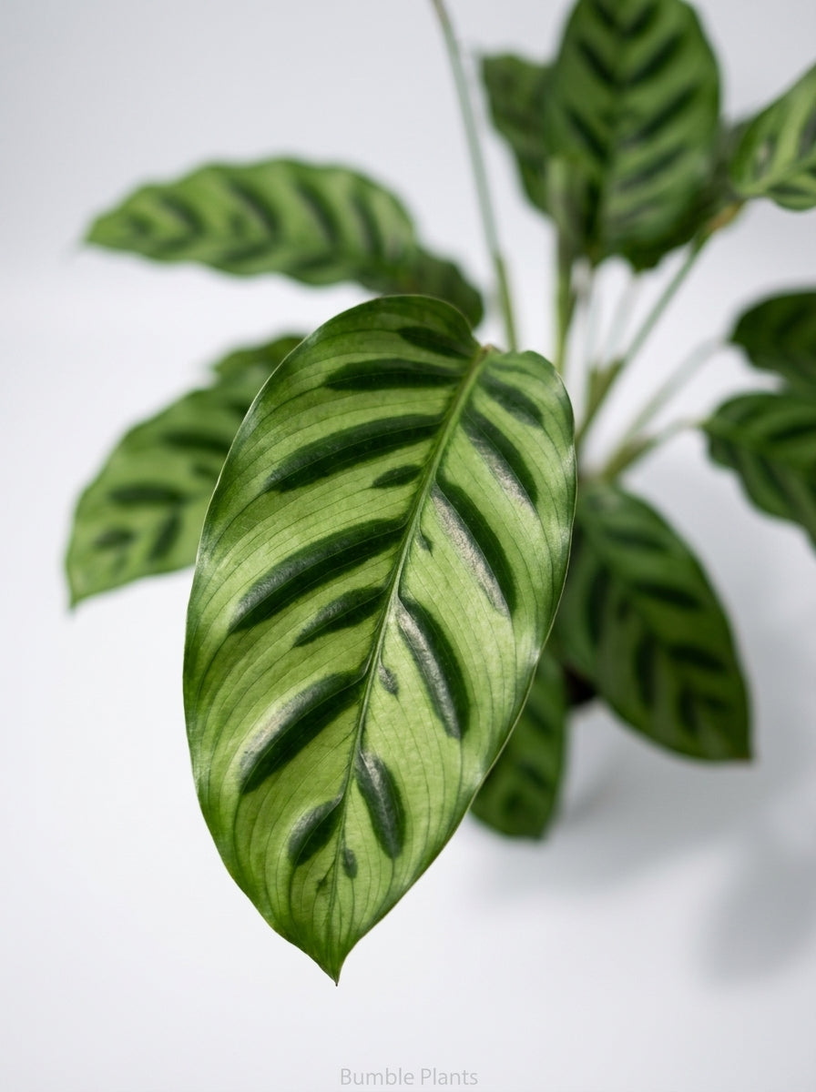Calathea Leopardina Zebra Plant