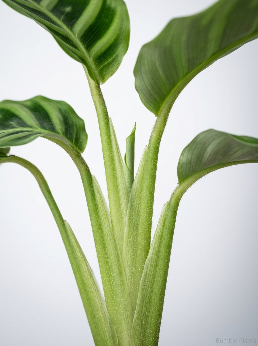 Calathea Leopardina Zebra Plant
