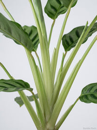 Calathea Leopardina Zebra Plant