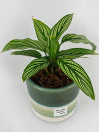 Elegant Calathea Vittata in a stylish ceramic pot, featuring bold striped leaves. A perfect addition to any indoor plant collection.