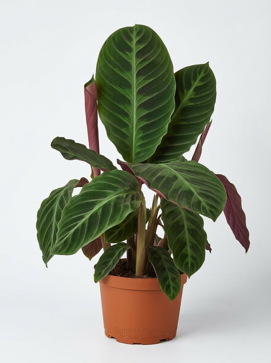 Calathea Warscewiczii “Jungle Velvet”