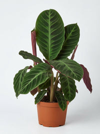 Calathea Warscewiczii “Jungle Velvet”