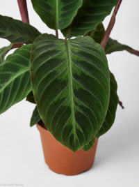 Calathea Warscewiczii “Jungle Velvet”