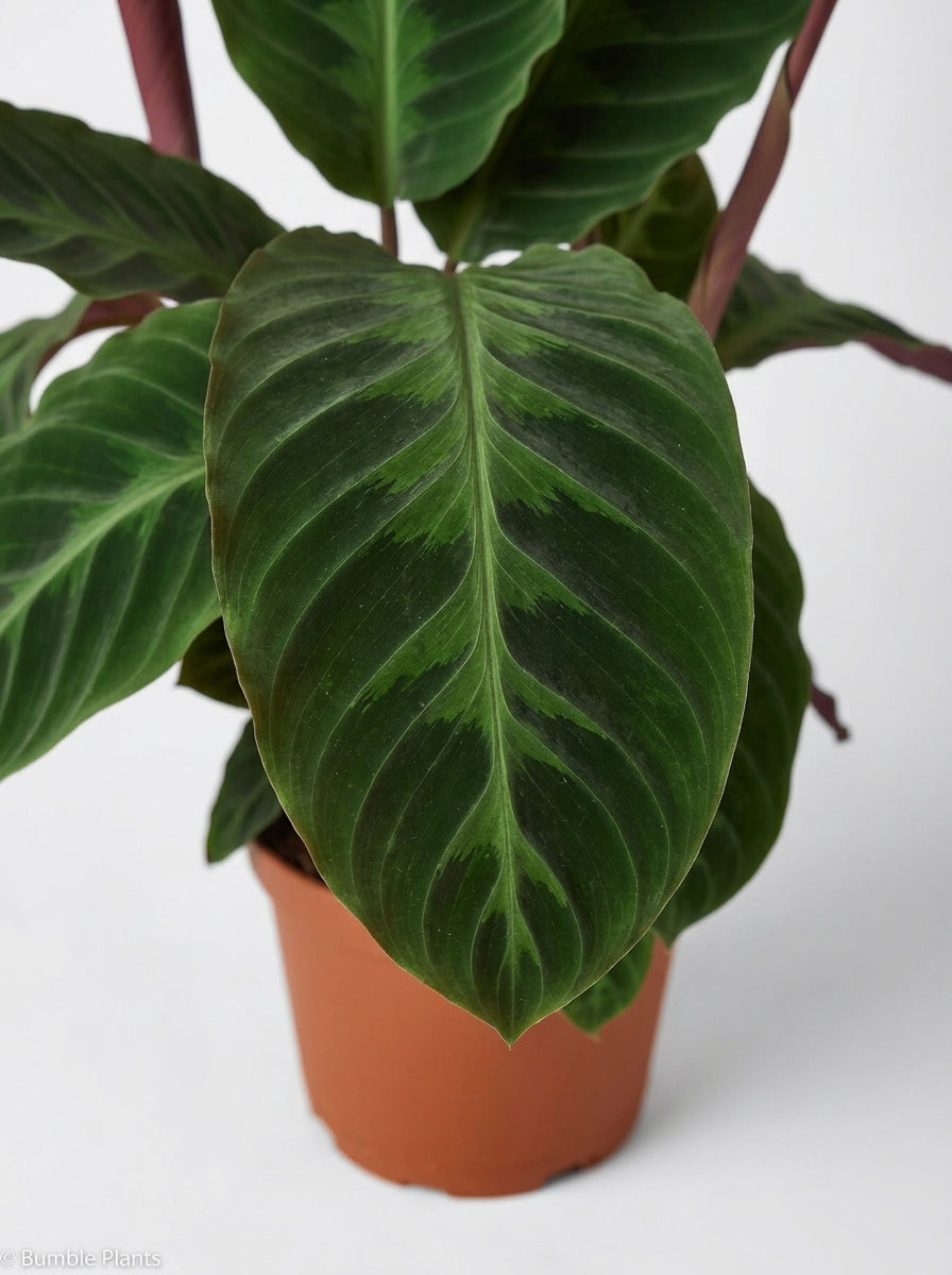 Calathea Warscewiczii “Jungle Velvet”