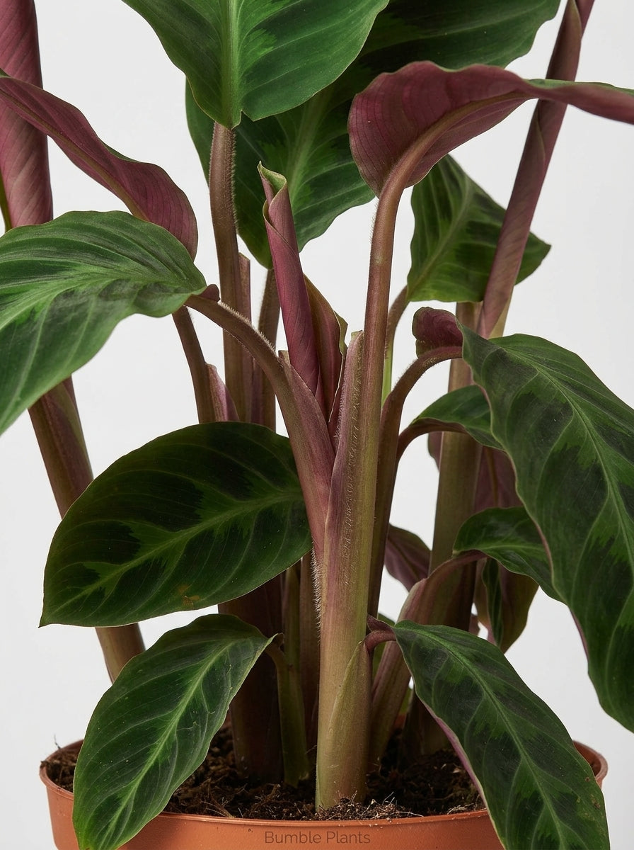Calathea Warscewiczii “Jungle Velvet”